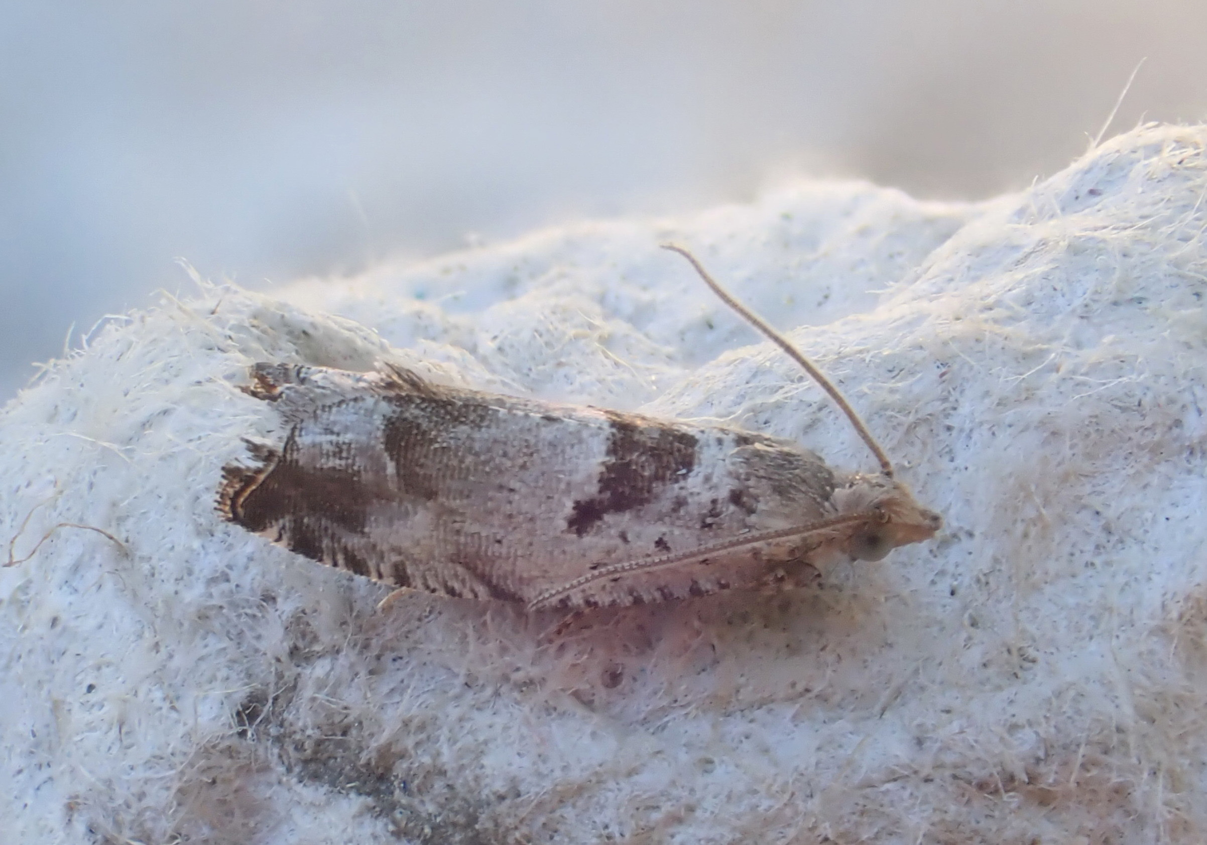 49.249 BF1134 - Tortricidae - Olethruetinae - Epinotia ramella