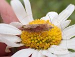 49.266 BF1200 – Common Knapweed Tortrix (Eucosma hohenwartiana)