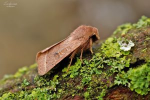73.244 BF2187 - Common Quaker - Noctuidae - Orthosia cerasi