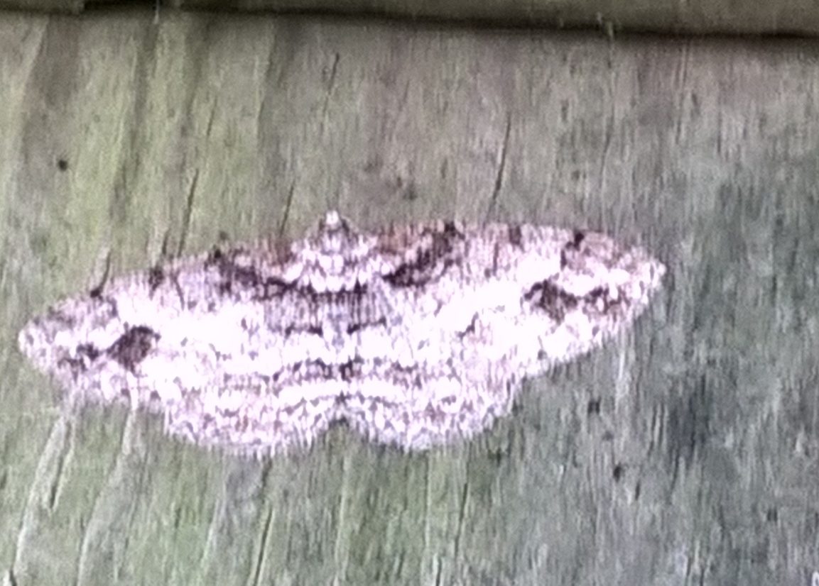 70.272 BF1949 - Square Spot - Geometridae - Paradarisa consonaria