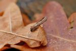 49.044 BF1025 – Spring Harbinger (Tortricodes alternella)