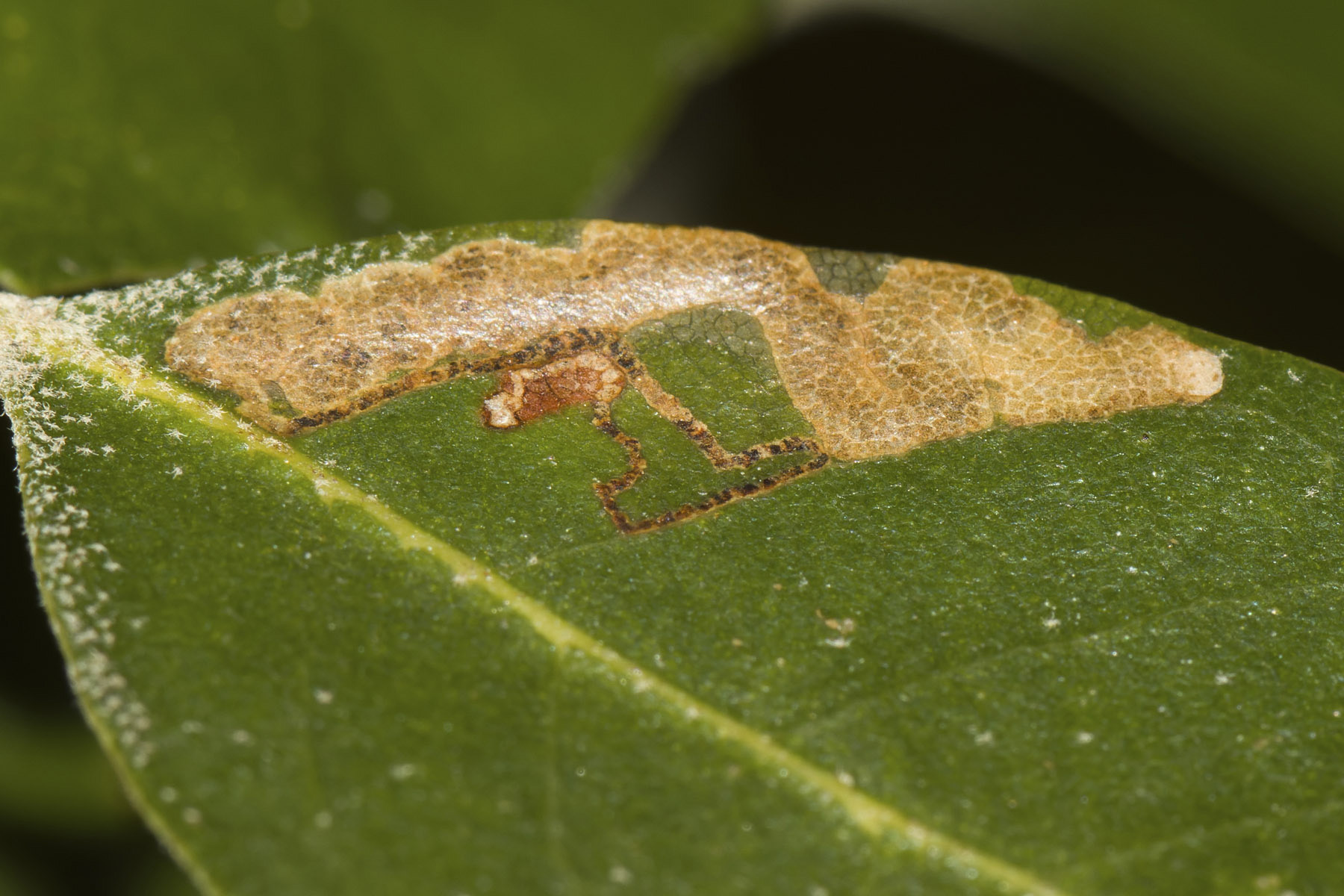 4.088 BF36a - Nepticulidae - Nepticulinae - Ectoedemia heringella