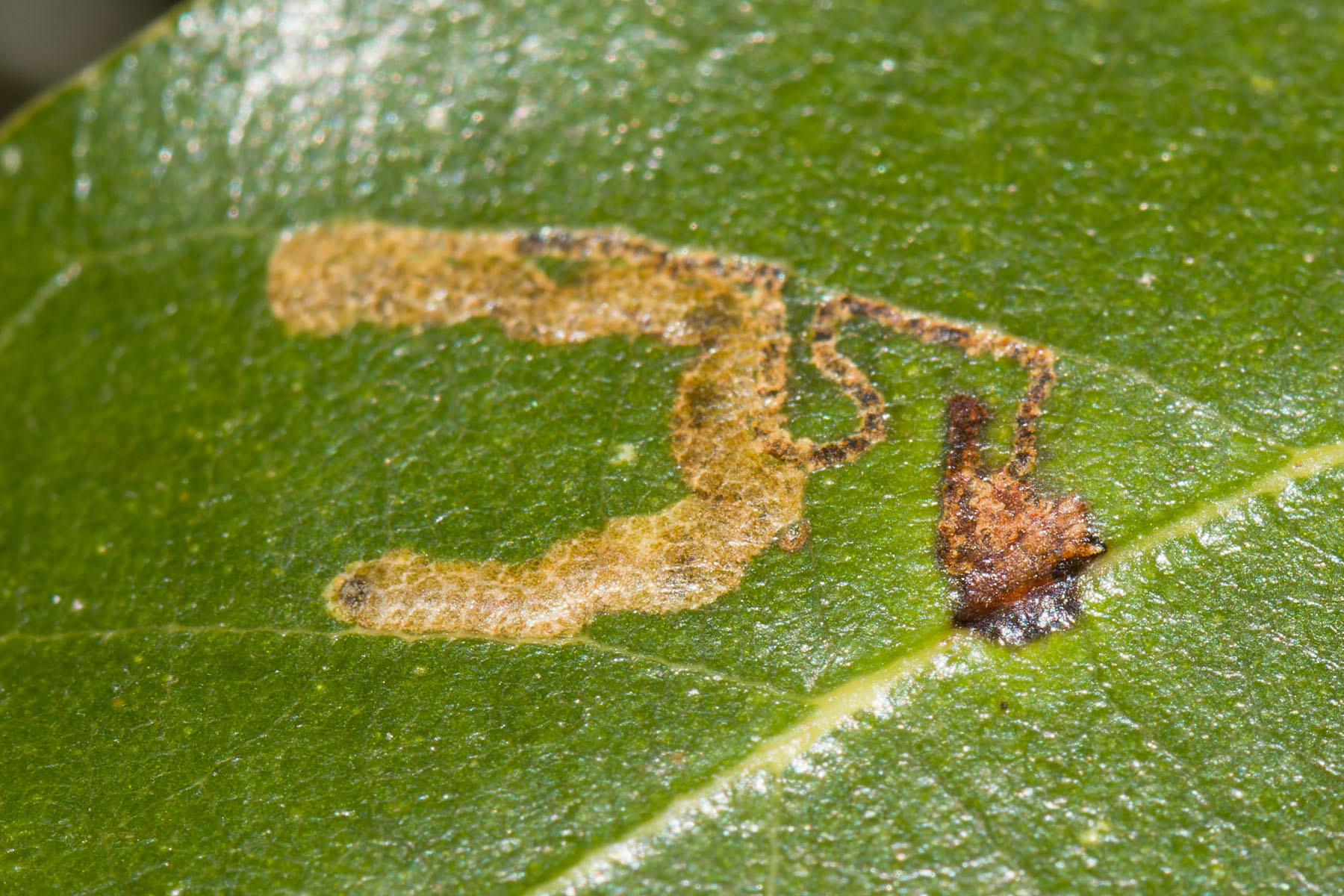 4.088 BF36a - Nepticulidae - Nepticulinae - Ectoedemia heringella
