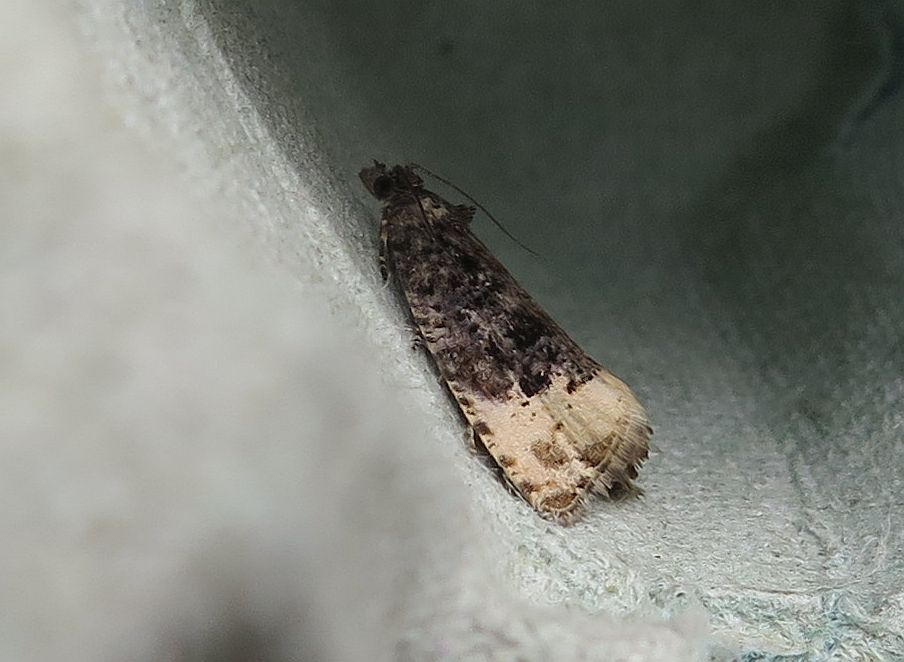 49.158 BF1084 - Tortricidae - Olethreutinae - Hedya ochroleucana