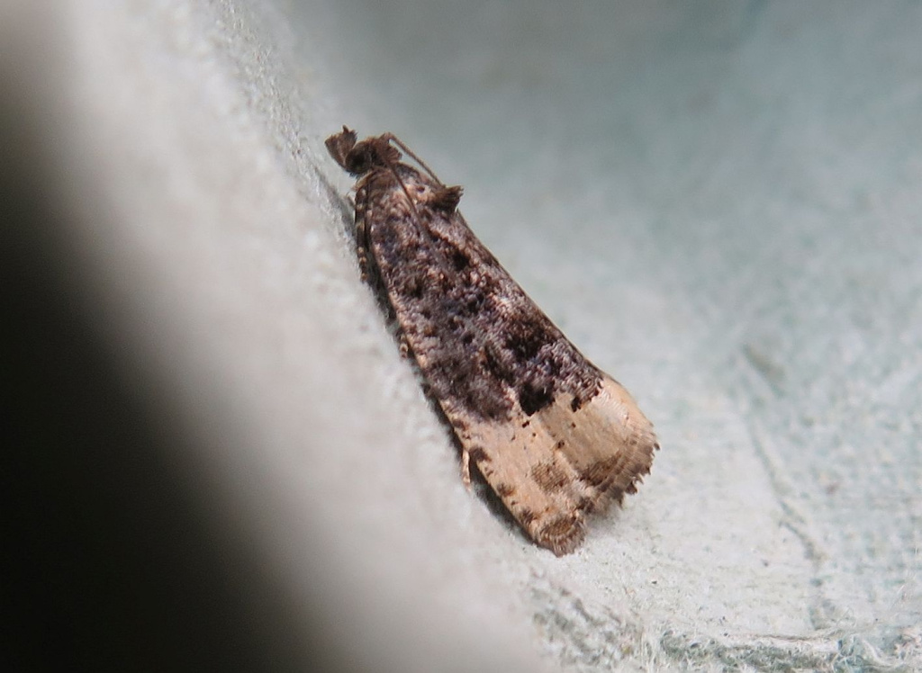 49.158 BF1084 - Tortricidae - Olethreutinae - Hedya ochroleucana