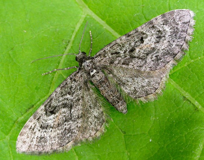 70.163 BF1856 - Larch Pug - Geometridae - Eupithecia lariciata