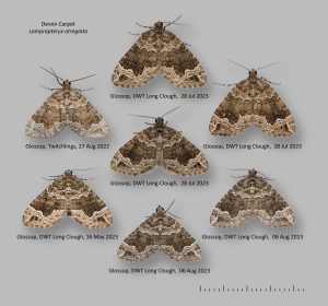 70.104 BF1751 - Devon Carpet - Geometridae - Lampropteryx otregiata
