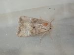 73.220 BF2225 - Minor Shoulder-knot - Noctuidae - Brachylomia viminalis