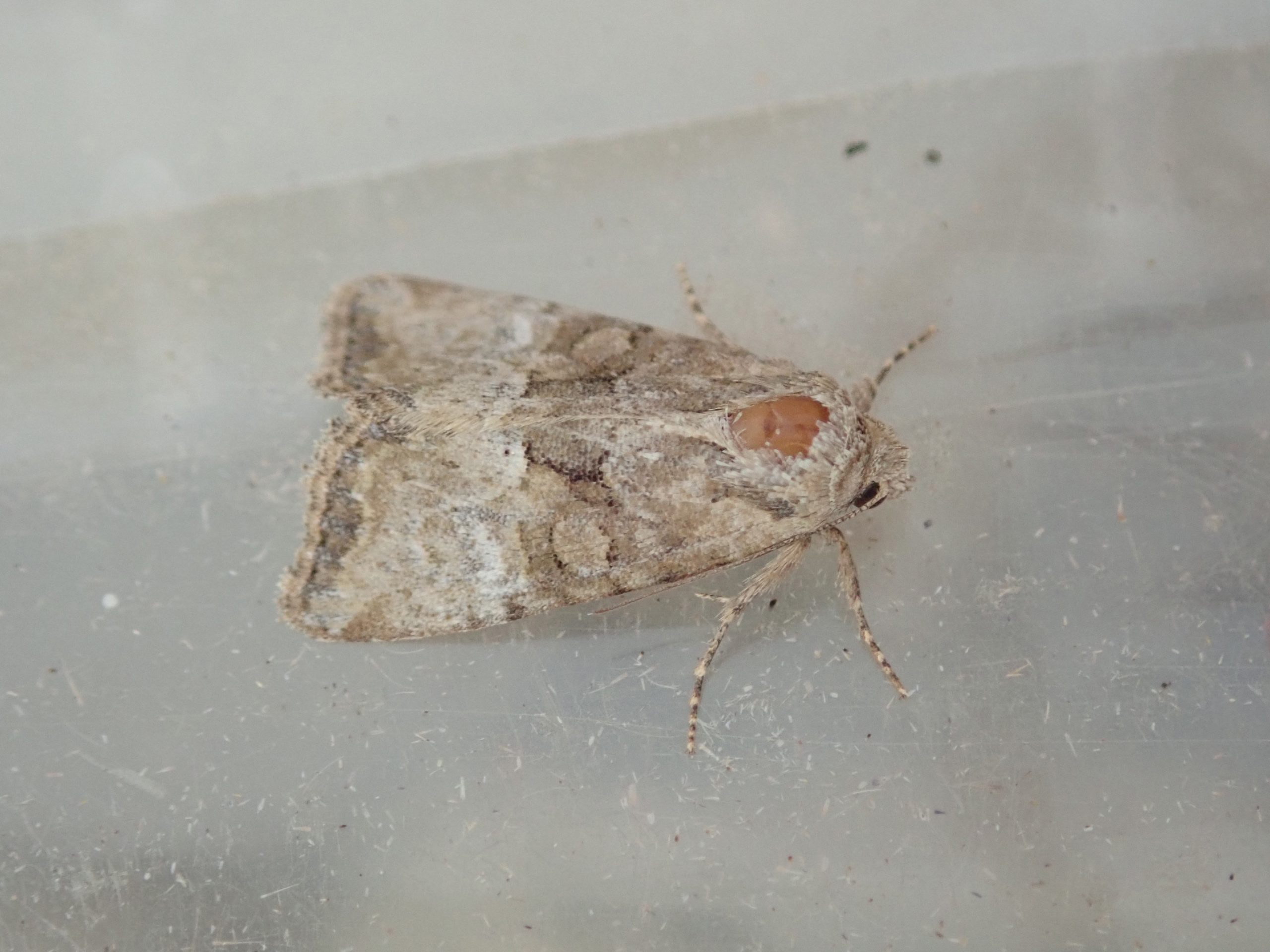 73.220 BF2225 - Minor Shoulder-knot - Noctuidae - Brachylomia viminalis