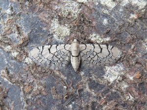 70.155 BF1823 - Netted Pug - Geometridae - Eupithecia venosata