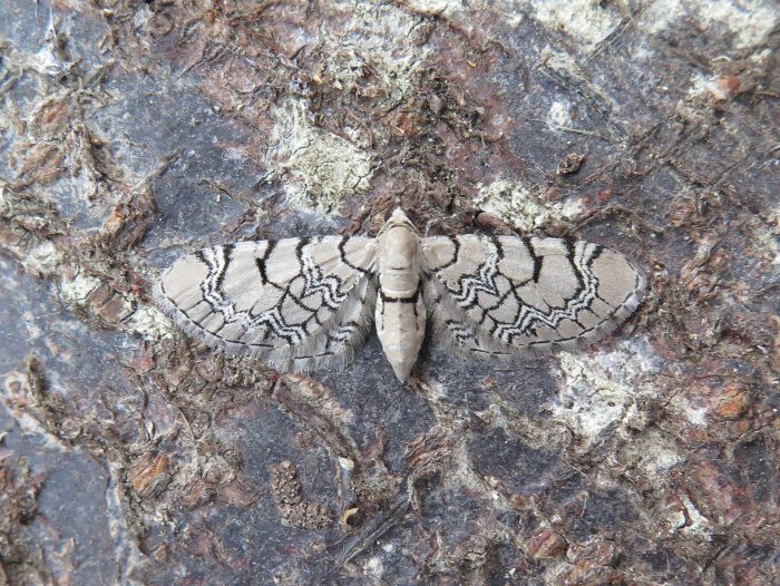 70.155 BF1823 - Netted Pug - Geometridae - Eupithecia venosata