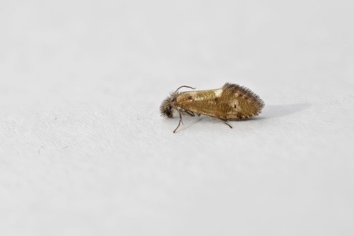 2.001 BF6 - Eriocraniidae - Dyseriocrania subpurpurella