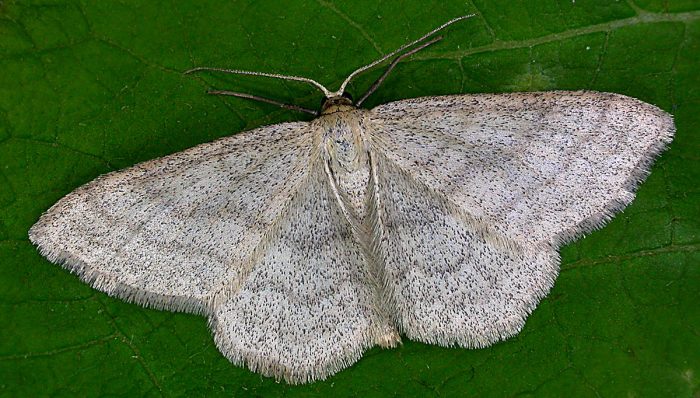 70.026 BF1694 - Smoky Wave - Geometridae - Scopula ternata