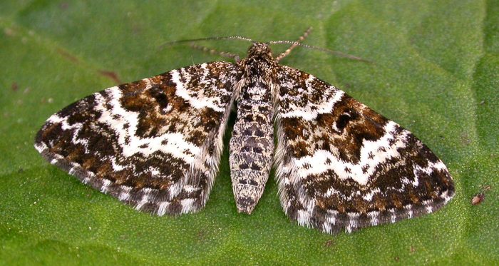 70.060 BF1737 - Small Argent & Sable - Geometridae - Epirrhoe tristata