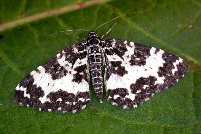 70.120 BF1787 - Argent & Sable - Geometridae - Rheumaptera hastata
