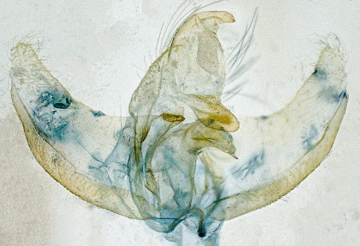 Agnoea josephinae - Graham Finch