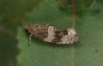 49.145 BF1088 – Aspen Marble (Pseudosciaphila branderiana)