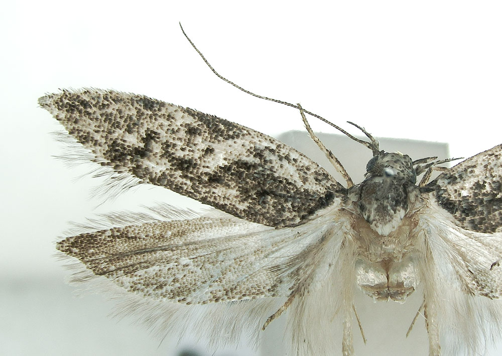 Caloptilia cuculipennella - 2nd July 2021 - Grange Wood - Graham Finch