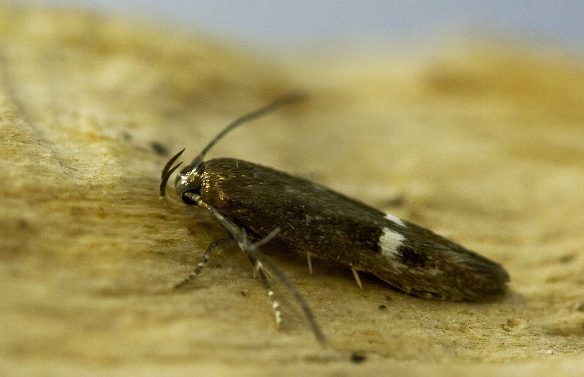 Mompha langiella - 1st Dec 2009 - Calke Park - Graham Finch