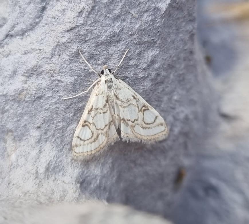 Nymphula nitidulata - Emily Milnes