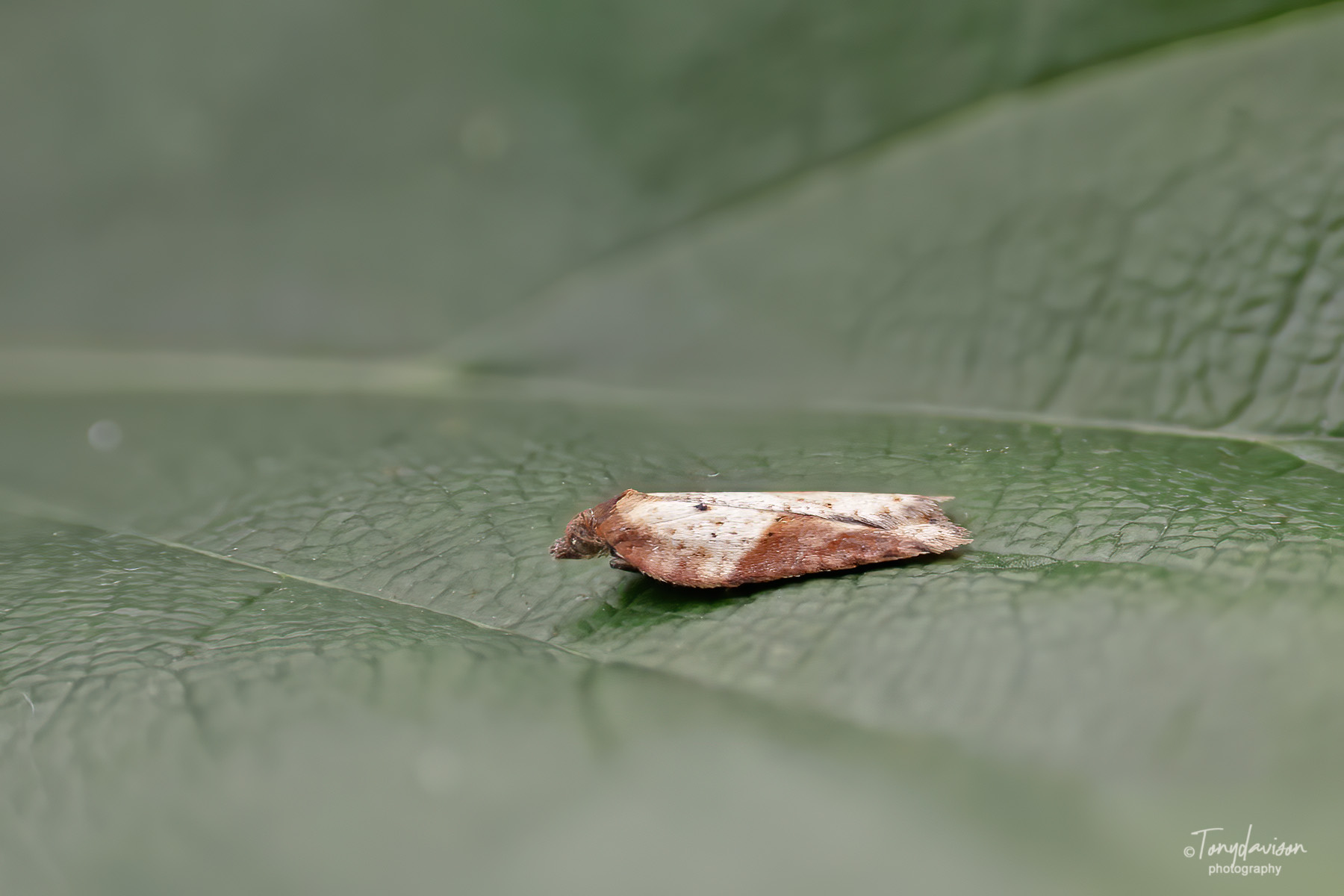 Acleris schalleriana - Tony Davison