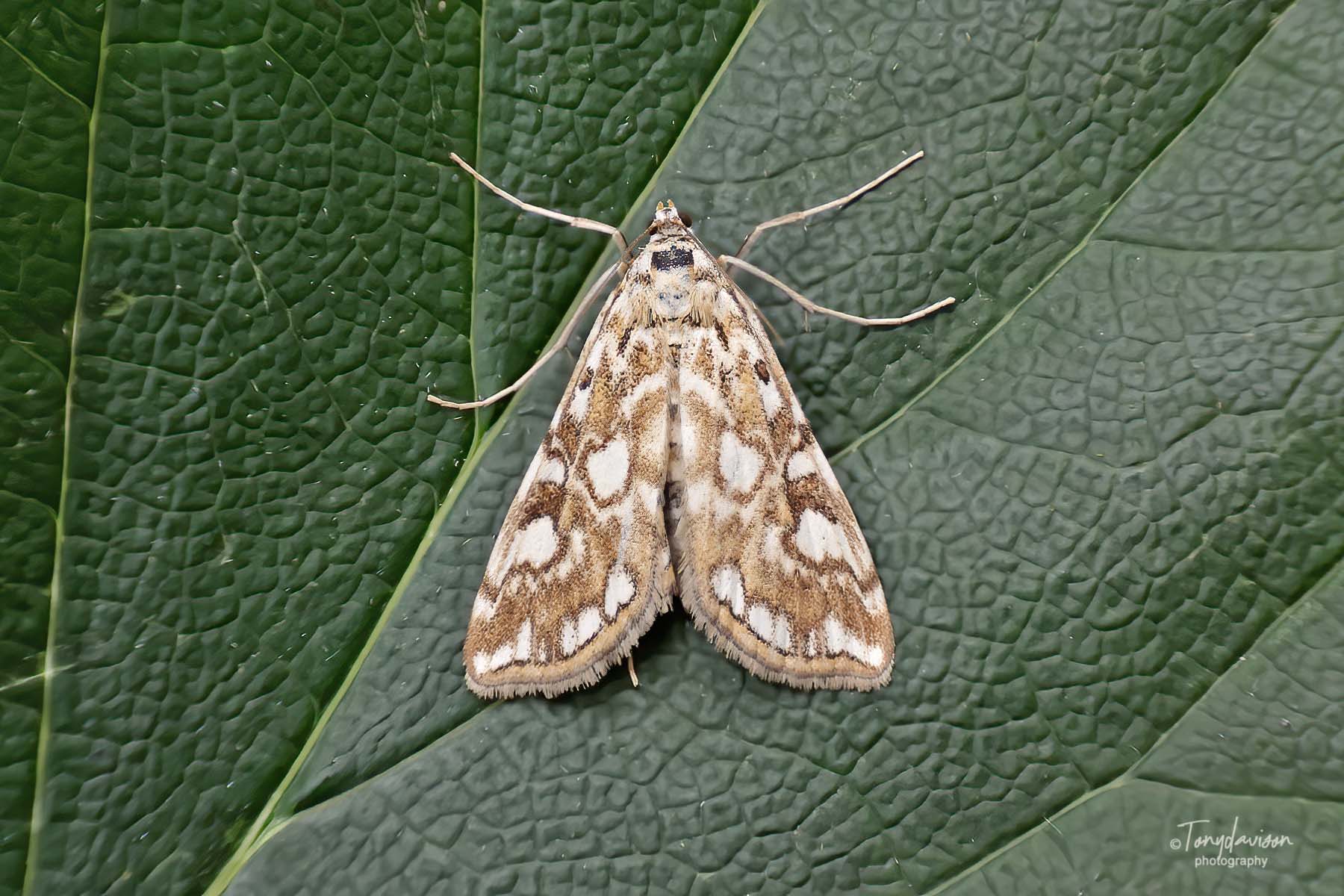 63.114 BF1345 - Crambidae - Acentropinae - Elophila nymphaeata