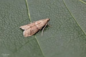 62.065 BF1474Ephestia woodiellaBlushed Knot-horn