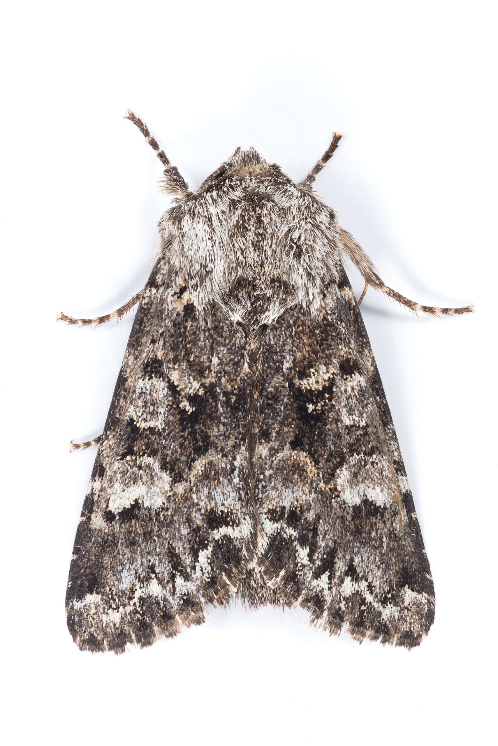 Glaucous Shears - Christian Heintzen