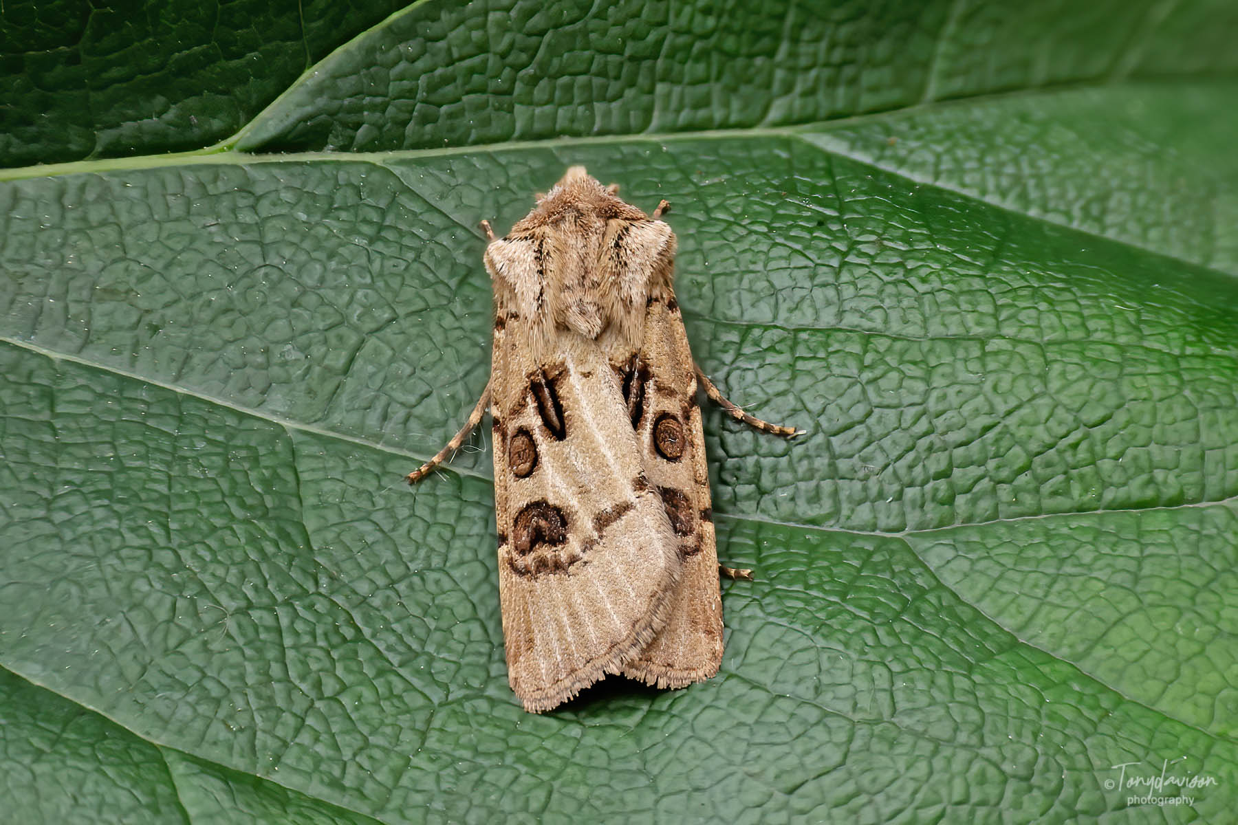 Heart and Club - Tony Davison