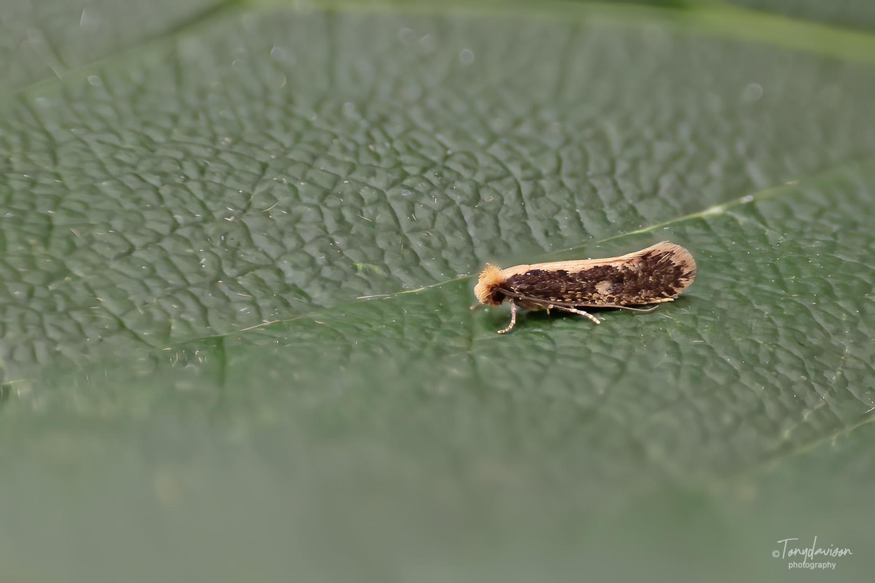 12.039 BF230 - Tineidae - Tineinae - Monopis crocicapitella
