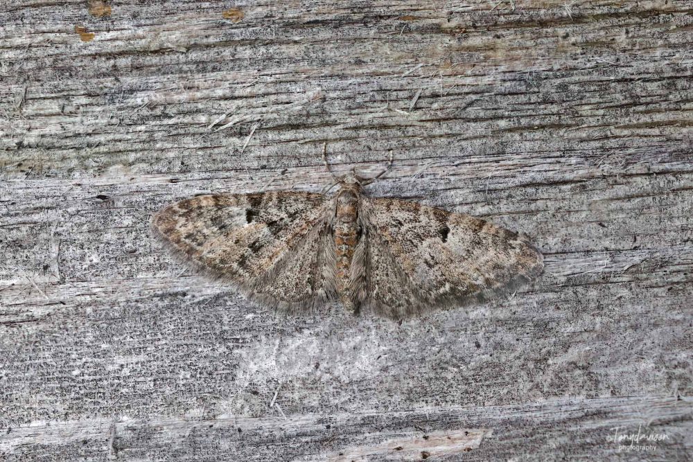 Oak-tree Pug - Tony Davison