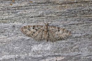 70.157 BF1853Oak-tree PugEupithecia dodoneata