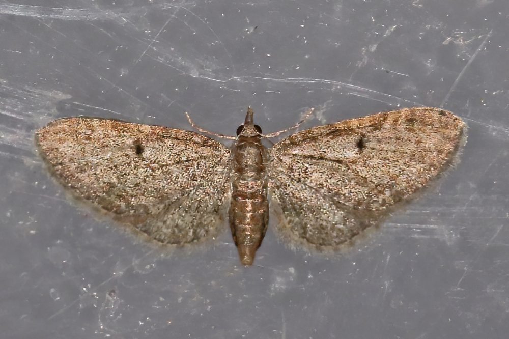 Slender Pug - Doug Aston