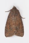 73.221 BF2268 - The Suspected - Noctuidae - Parastichtis suspecta