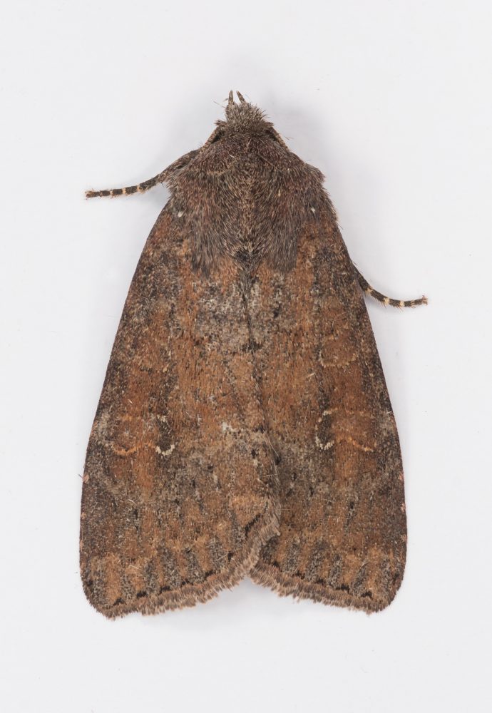 73.221 BF2268 - The Suspected - Noctuidae - Parastichtis suspecta