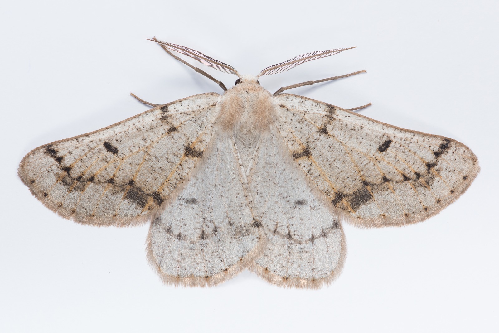 Grey Scalloped-bar - Christian Heintzen