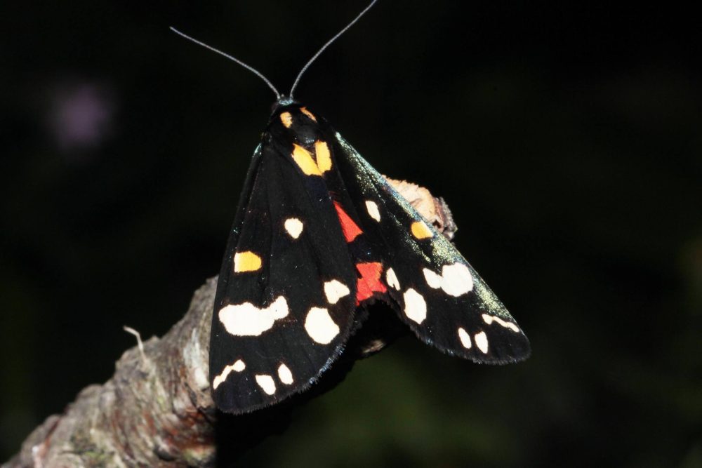 Scarlet Tiger - William Grange