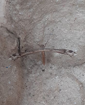 Stenoptilia millieridactyla - Saxifrage Plume - Clive Ashton