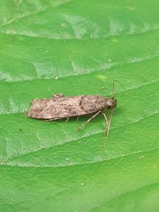Teleiopsis diffinis - Clive Ashton