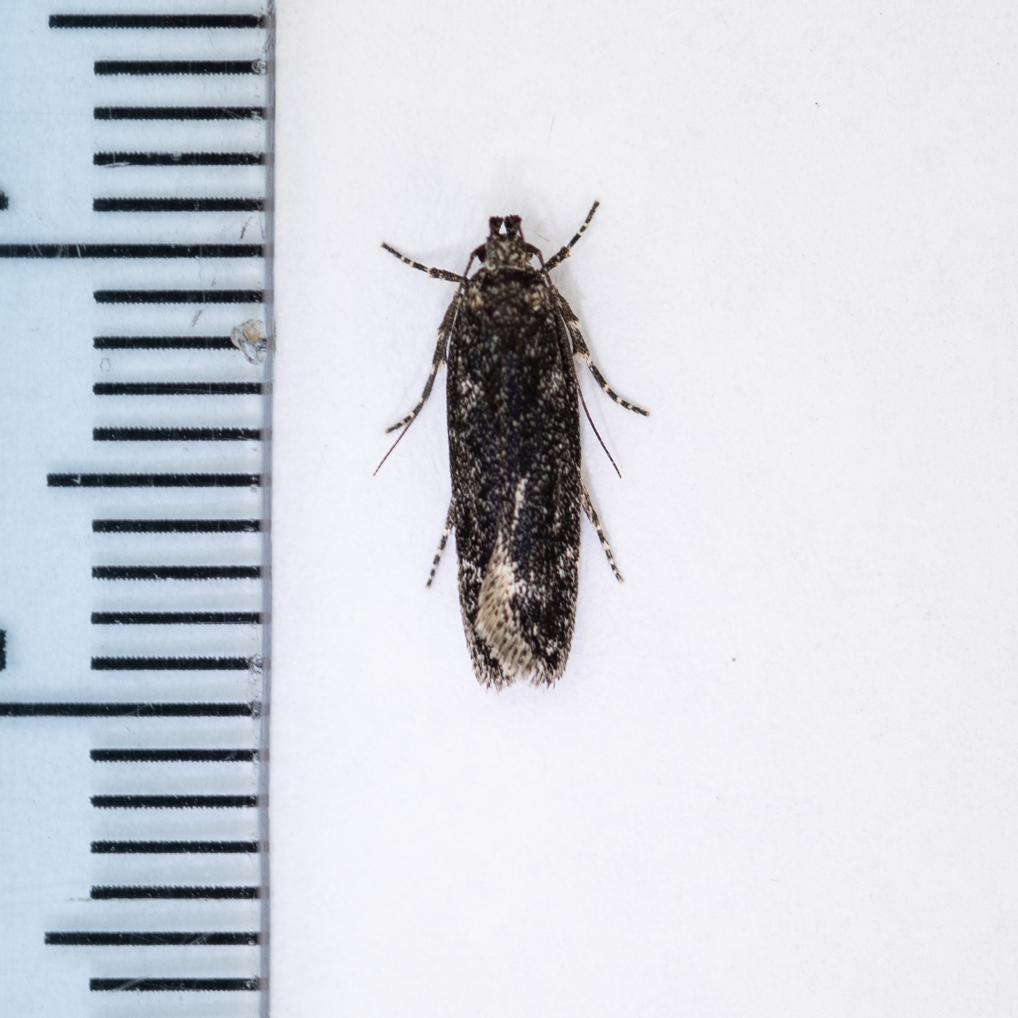 Gelechia nigra - 19/7/2024 - Chaddesden - Neil Loverock - 1st VC57 record since 1916