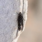 Gelechia nigra - 19/7/2024 - Chaddesden - Neil Loverock - 1st VC57 record since 1916