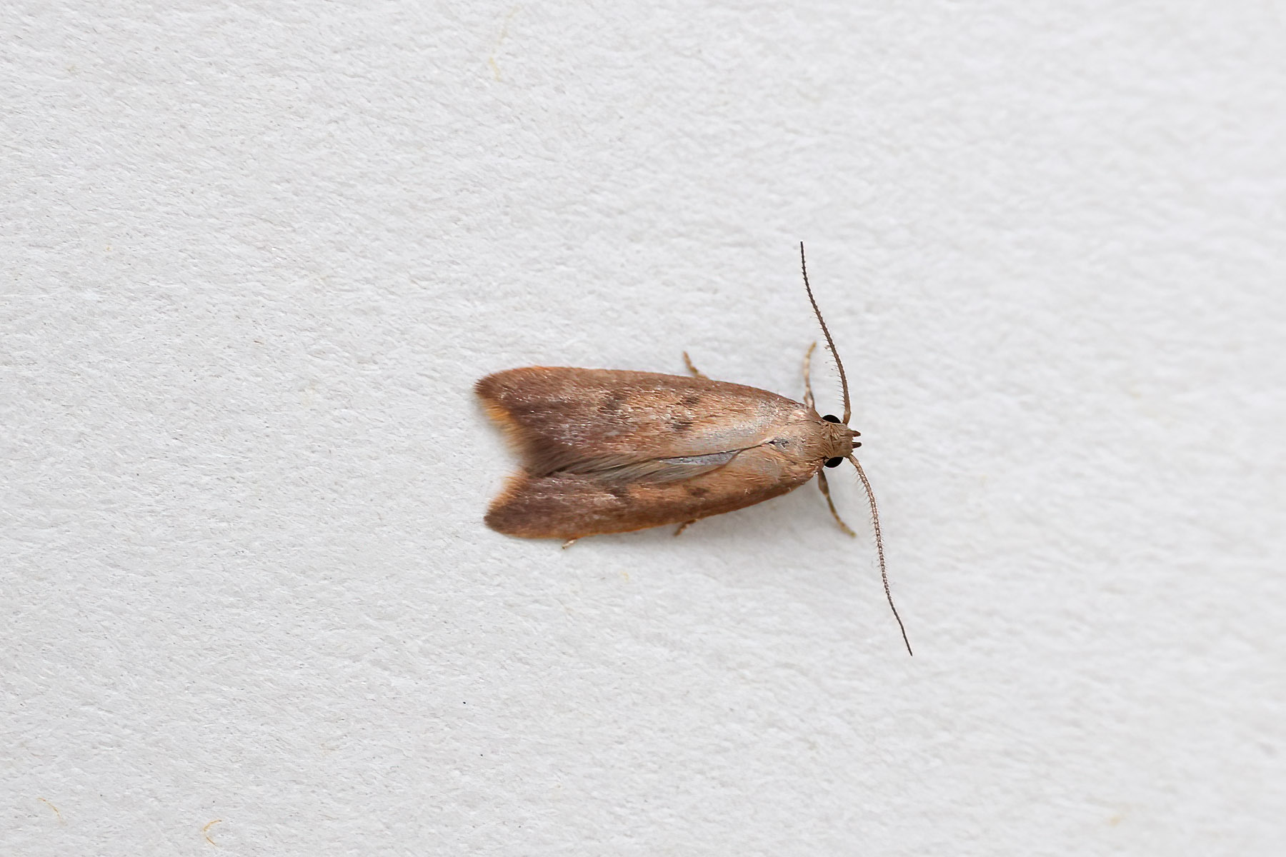 Tachystola acroxantha - Australian-Orange-tip - 7th May 2024 - Melbourne -Tony Davison