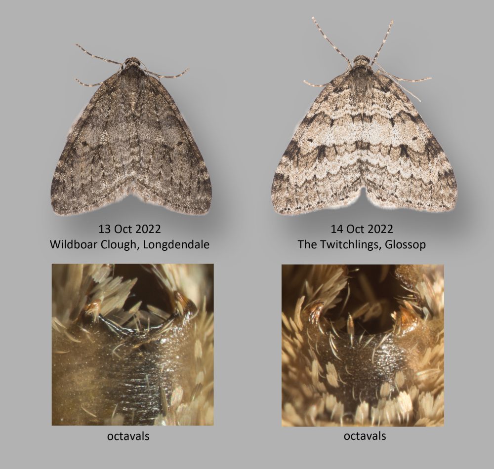 Autumnal Moth - Geometridae - Epirrita autumnata - Christian Heintzen