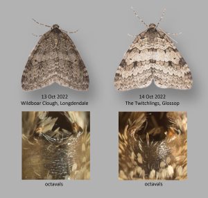 Autumnal Moth - Geometridae - Epirrita autumnata - Christian Heintzen