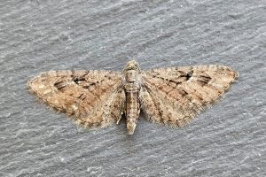 70.158 BF1854Juniper PugEupithecia pusillata