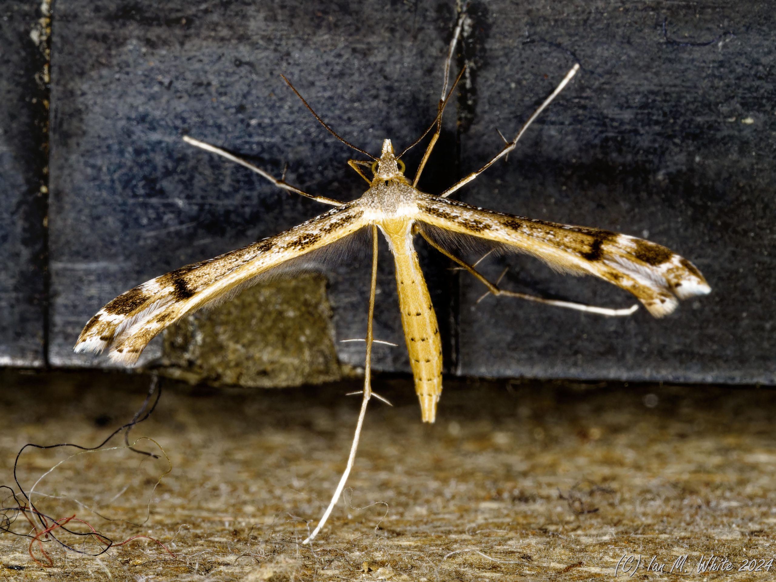 Saxifrage Plume - Stenoptilia millieridactyla - Ian White