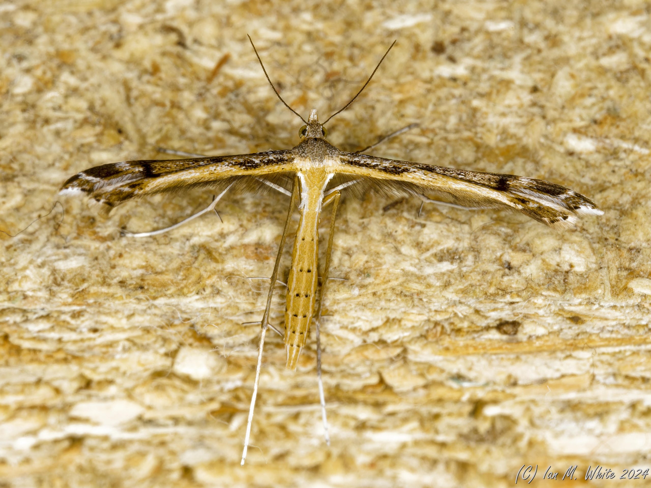 45.019 BF1506 Stenoptilia millieridactyla - Saxifrage Plume - Ian White
