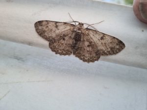 70.268 BF1944Pale Oak BeautyHypomecis punctinalis