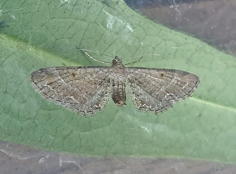 Plain Pug - Paul Buxton
