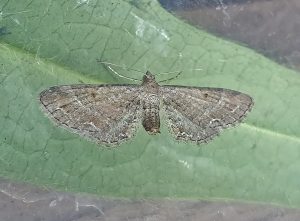 70.166 BF1842Plain PugEupithecia simpliciata